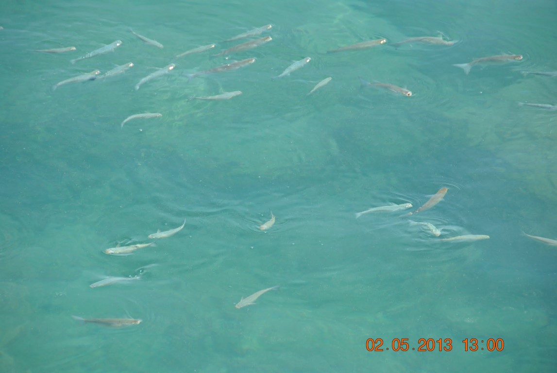 imagini hotel WATERPLANET DELUXE AQUAPARK ALANYA